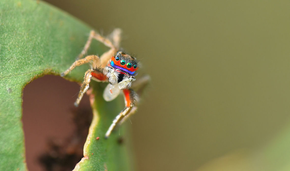 Stenaelurillus lesserti  Jumping spider Geotagged,India,Jumping Spider,Spider,Stenaelurillus lesserti