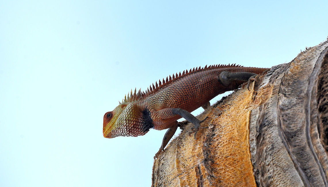 The oriental garden lizard The oriental garden lizard Calotes versicolor,Chameleon,Geotagged,India,Oriental Garden Lizard