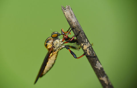 Robber fly Hunt Robber fly Geotagged,India,robber Fly