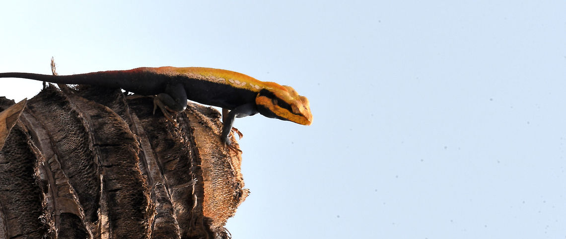The oriental garden lizard The oriental garden lizard Geotagged,India,Panther chameleon,Peninsular rock agama,Psammophilus dorsalis