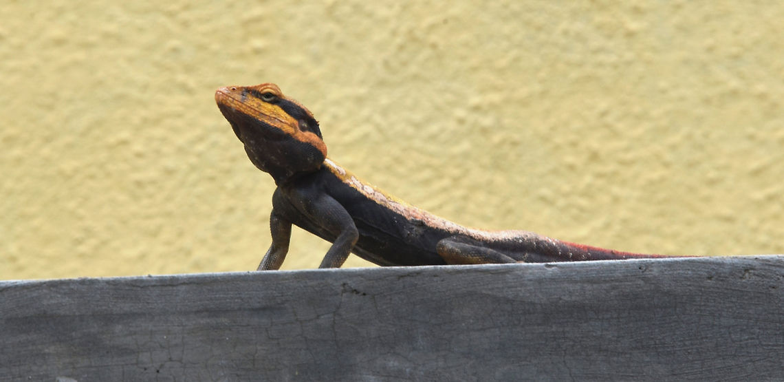 Rock Agama  Chameleon,Geotagged,India,Peninsular rock agama,Psammophilus dorsalis