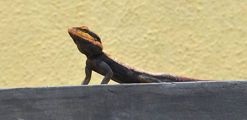 Rock Agama  Chameleon,Geotagged,India,Peninsular rock agama,Psammophilus dorsalis