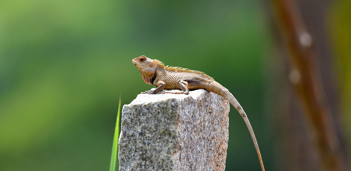 The oriental garden lizard The oriental garden lizard Calotes versicolor,Chameleon,Geotagged,India,Oriental Garden Lizard