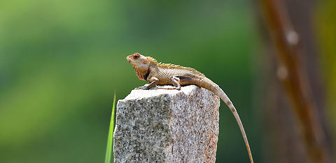 The oriental garden lizard The oriental garden lizard Calotes versicolor,Chameleon,Geotagged,India,Oriental Garden Lizard
