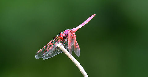 Red Dragonfly Red Dragonfly Crimson Marsh Glider,Dragonfly,Geotagged,India,Trithemis aurora