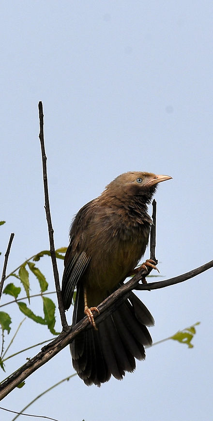 Babbler Babbler Brown babbler,Geotagged,India,Jungle Babbler,Turdoides affinis,Turdoides plebejus,Yellow-billed Babbler,bird