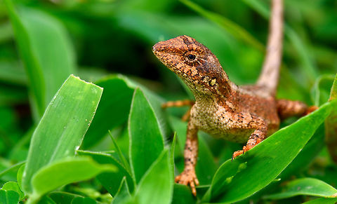 Oriental Garden Lizard Oriental Garden Lizard Calotes versicolor,Geotagged,India,Lizard,Oriental Garden Lizard