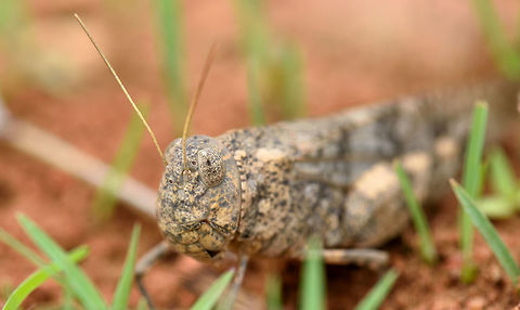 Stone grasshopper Grasshopper Geotagged,Grasshopper,India