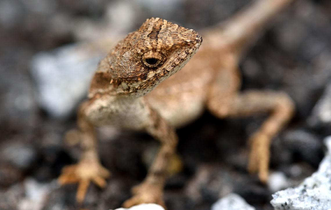 The oriental garden lizard The oriental garden lizard Calotes versicolor,Geotagged,India,Oriental Garden Lizard,The oriental garden lizard