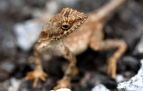 The oriental garden lizard The oriental garden lizard Calotes versicolor,Geotagged,India,Oriental Garden Lizard,The oriental garden lizard