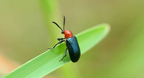 Criocerinae inn Criocerinae inn Chrysomelidae,Coleoptera,Criocerinae,Geotagged,India,Lema,Oulema,beetle
