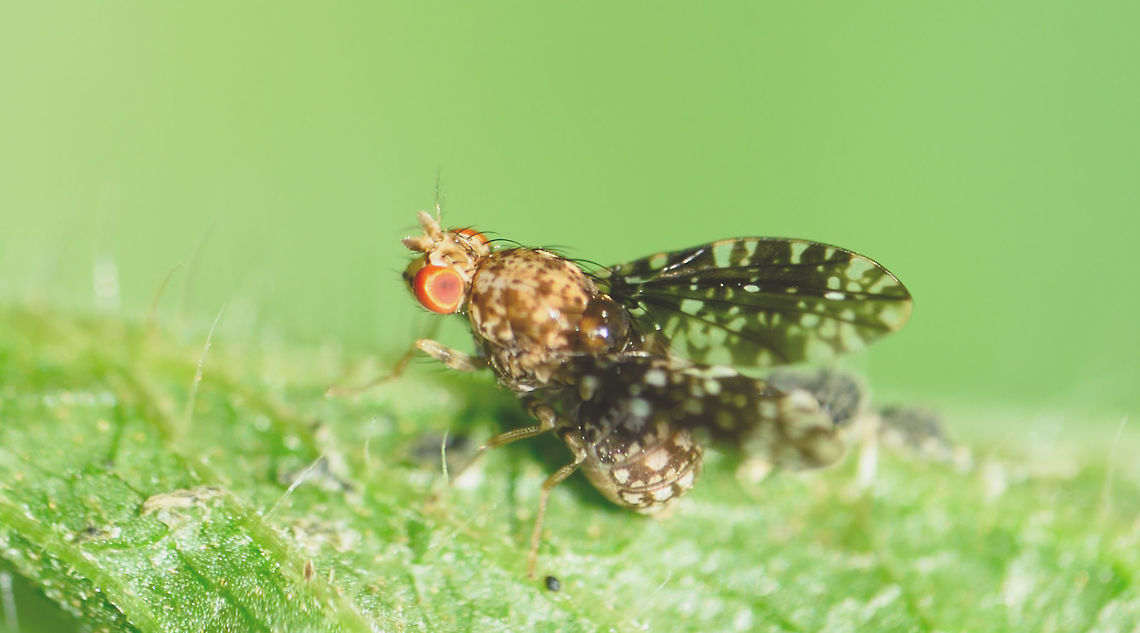 ID please..  Fly,Geotagged,India