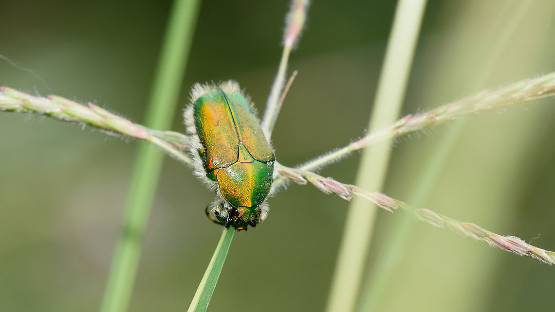 Green June Beetle  Fall,Geotagged,India,beetle