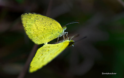 The Common Grass Yellow mating Butterfly,Common Grass Yellow,Eurema hecabe,Geotagged,India