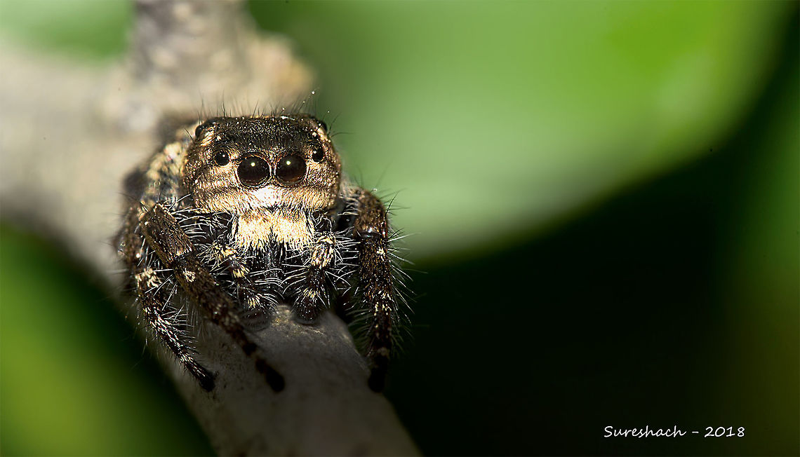 Hyllus Semicupreus [Male] Hyllus Semicupreus [Male]<br />
Jumping spider Geotagged,Heavy-bodied jumper,Hyllus semicupreus,India,Spider