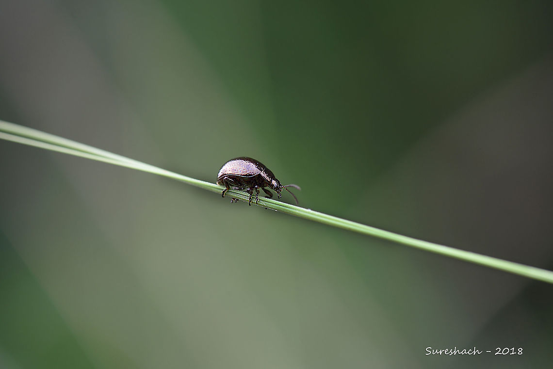 Beetle  Geotagged,India,beetle