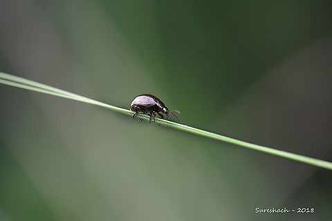 Beetle  Geotagged,India,beetle