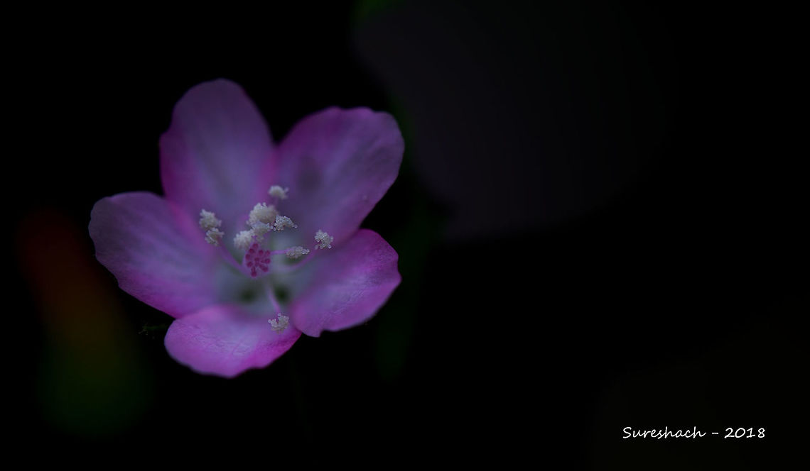 Pinkflower  Geotagged,India,flower