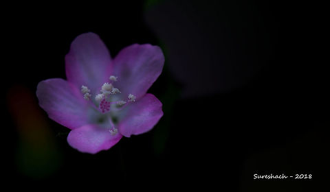 Pinkflower  Geotagged,India,flower
