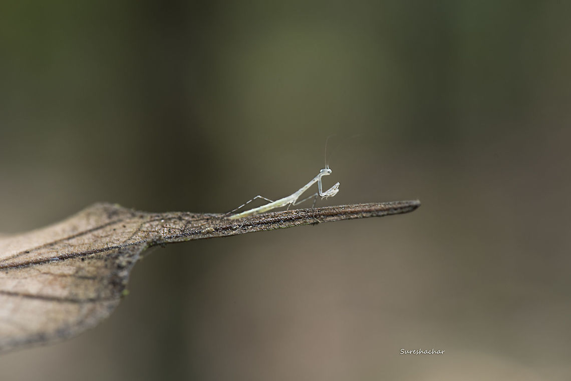 Glass Mantis  Fall,Geotagged,Glass Mantis,India,Sinomantis denticulata