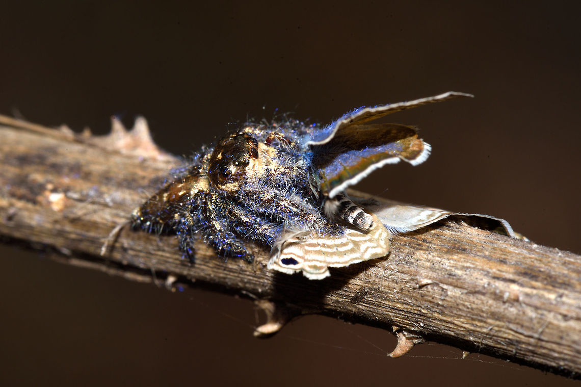 Common blue kill Hyllus Semicupresus [Male]<br />
Valley school, Bengaluru<br />
July-2018 Geotagged,Heavy-bodied jumper,Hyllus Semicupresus,Hyllus semicupreus,India