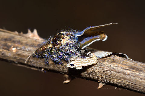 Common blue kill Hyllus Semicupresus [Male]
Valley school, Bengaluru
July-2018 Geotagged,Heavy-bodied jumper,Hyllus Semicupresus,Hyllus semicupreus,India