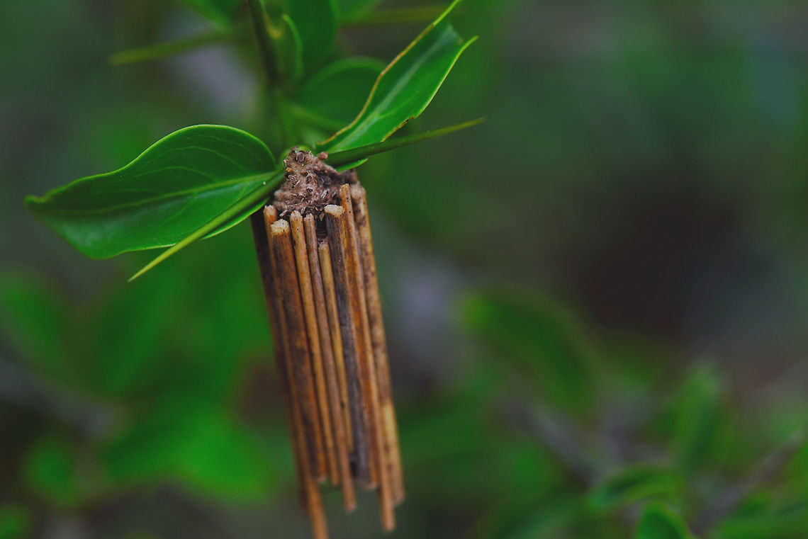 Bagworm Case - Family Psychidae Valley school, Bengaluru<br />
July-2018 Geotagged,India,Stick insect