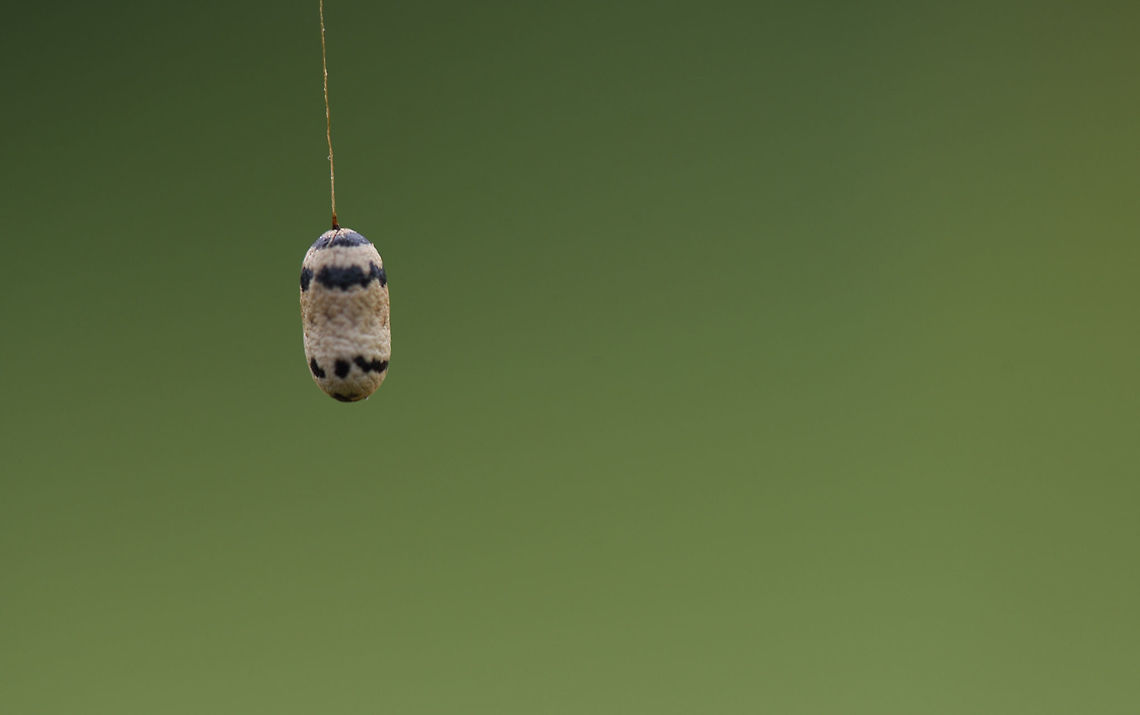 Campopleginae cocoon Coccon of a parasitic wasp of the subfamily Campopleginae Campopleginae,Cocoon,Geotagged,Ichneumonidae
