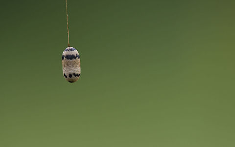 Campopleginae cocoon Coccon of a parasitic wasp of the subfamily Campopleginae Campopleginae,Cocoon,Geotagged,Ichneumonidae