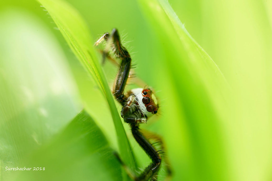 Jumping spider Agumbe<br />
2018 Geotagged,India,Jumping Spider,Telamonia dimidiata,Two-striped jumper