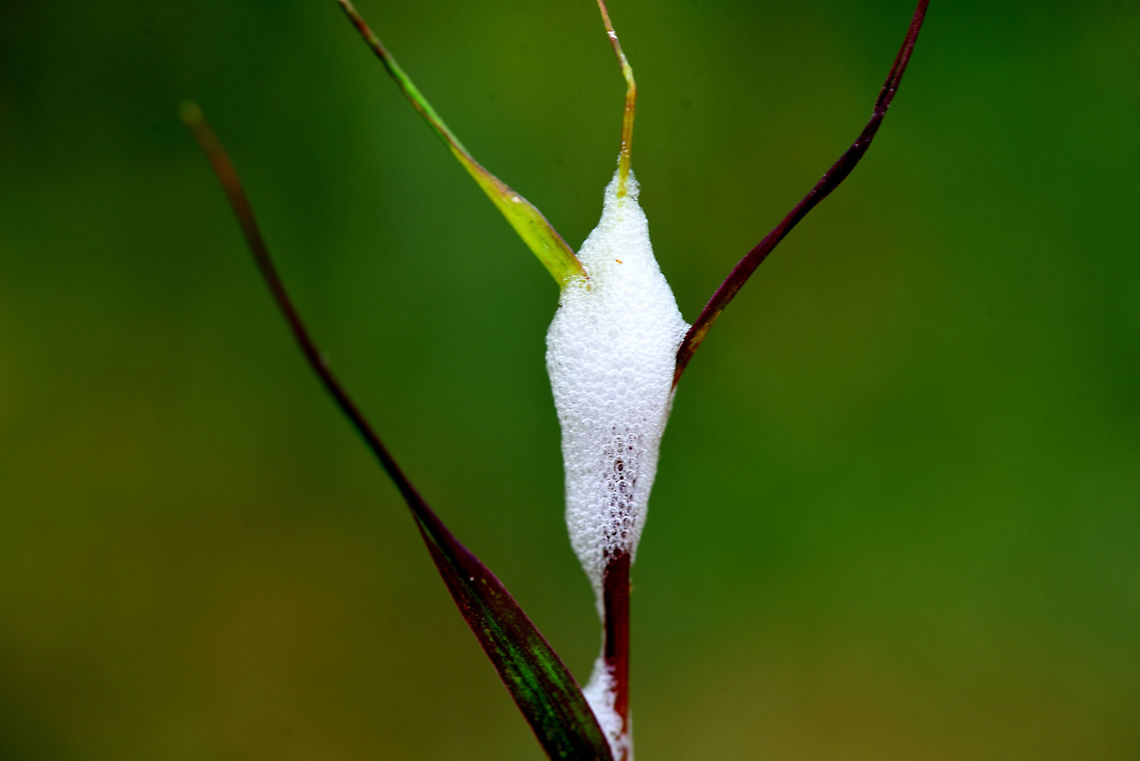 Spit insect spit insect<br />
 Geotagged,India,spit insect