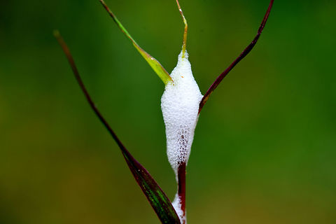 Spit insect spit insect
 Geotagged,India,spit insect