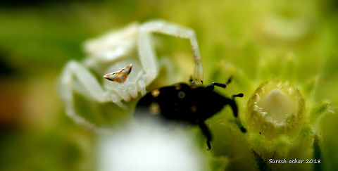 Crab spider Crab spider
@ BANGALORE UNIVERSITY Crab spider,Geotagged,India