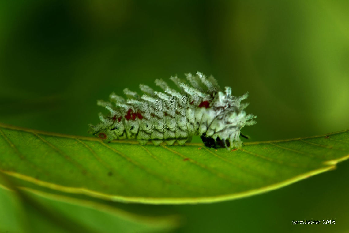 Cotton Caterpillar Cotton Caterpillar Caterpillar,Geotagged,India