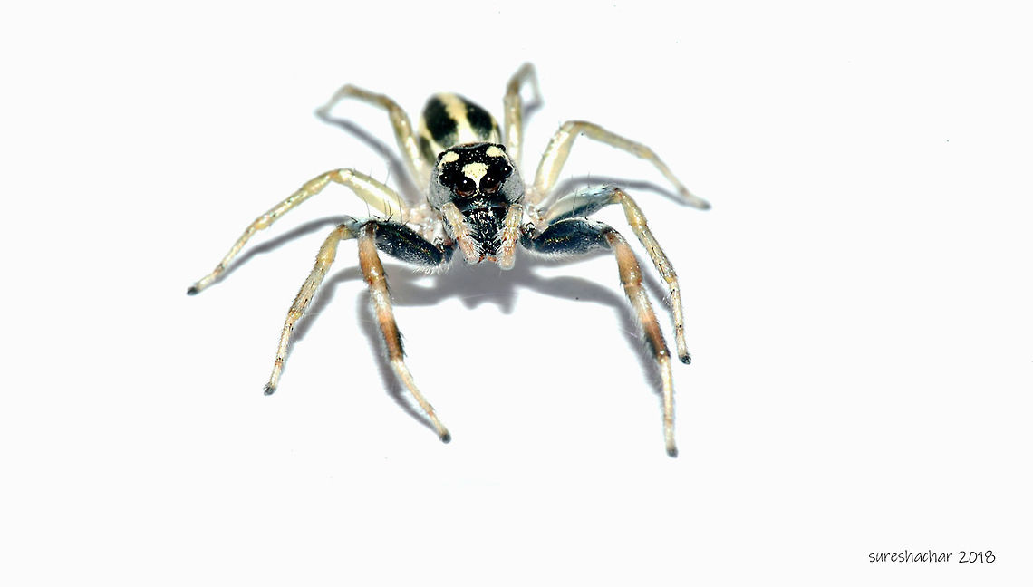 Black striped jumping spider Black striped jumping spider<br />
In my balcony<br />
Bangalore Garden jumping spider,Geotagged,India,Jumping Spider,Opisthoncus parcedentatus