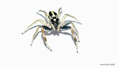 Black striped jumping spider Black striped jumping spider
In my balcony
Bangalore Garden jumping spider,Geotagged,India,Jumping Spider,Opisthoncus parcedentatus