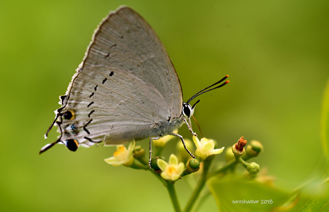 Atochrysops strabo  Butterfly,Catochrysops strabo,Forget-me-not,Geotagged,India,Pratapa deva,White royal