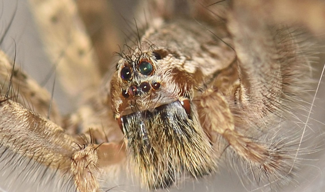Wolf Spider Wolf Spider- Portrait<br />
Bangalore south<br />
 Blacktail Wolf Spider,Geotagged,India,Pardosa lugubris,Web Spider