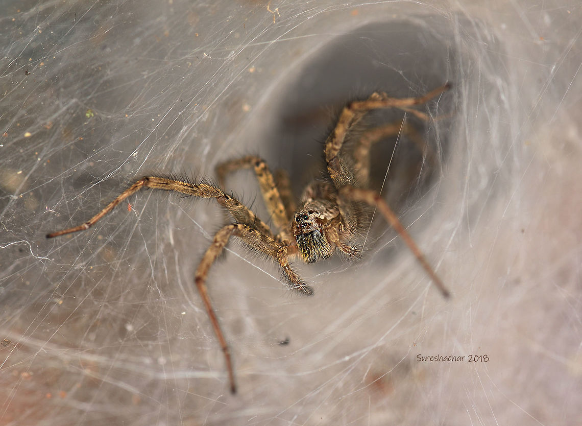Wolf Spider Wolf Spider<br />
Agara<br />
Bangalore Geotagged,India,Wolf Spider