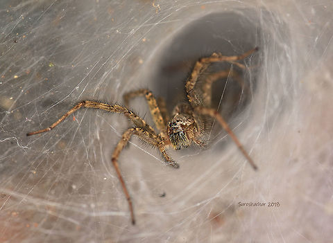 Wolf Spider Wolf Spider
Agara
Bangalore Geotagged,India,Wolf Spider