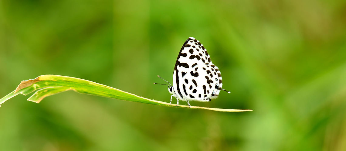 Common Pierrot  Castalius rosimon, white butterfly having black spots on the underside <br />
Bangalore Castalius rosimon,Common Pierrot,Geotagged,India