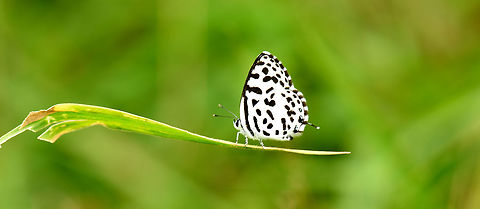 Common Pierrot  Castalius rosimon, white butterfly having black spots on the underside 
Bangalore Castalius rosimon,Common Pierrot,Geotagged,India