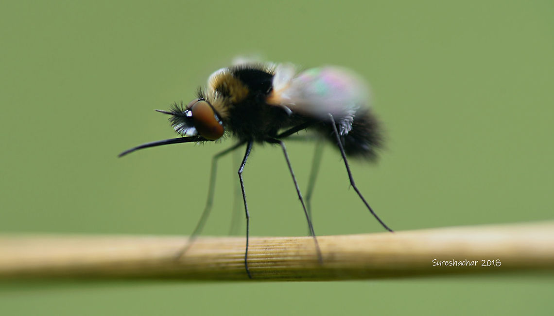 Fly with long mouth Fly with long mouth Fly,Geotagged,India