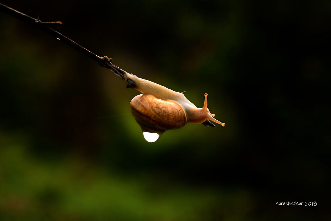 Due drop-Snail Due drop<br />
Snail<br />
Macro <br />
D 750<br />
Gunjoor Cepaea nemoralis,Geotagged,Grove snail,India,Snail Macro