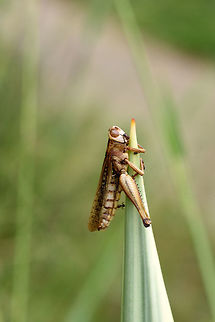 Grasshopper Grasshopper
Agra-Bangalore
 Geotagged,Grasshopper,India