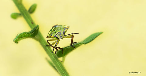 Jewel beetle Jewel beetle
Bangalore Fall,Geotagged,India,Jewel beetle