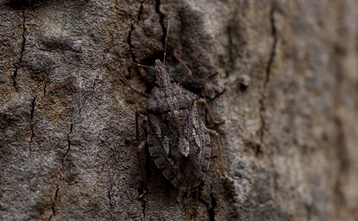 Shield bug Beetle<br />
camouflage Geotagged,India,beetle