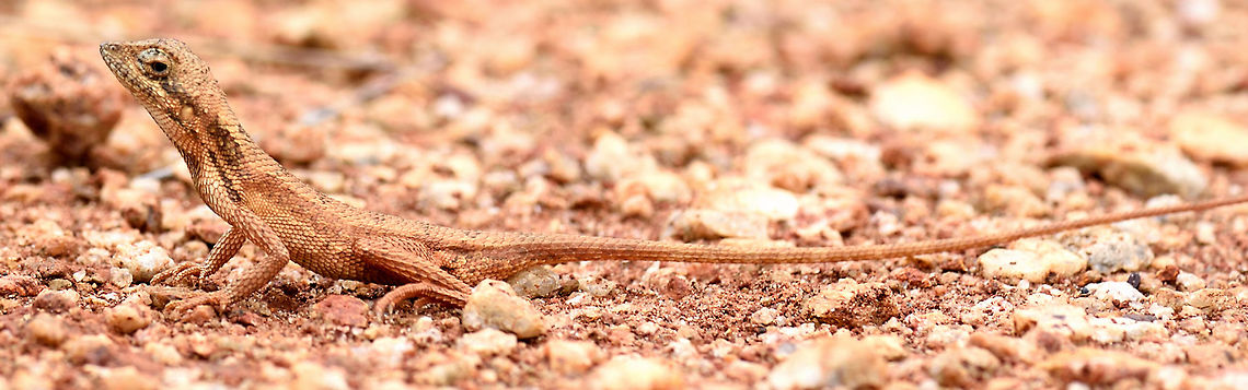 DSC_9127  Geotagged,India