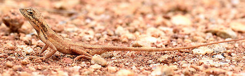 DSC_9127  Geotagged,India