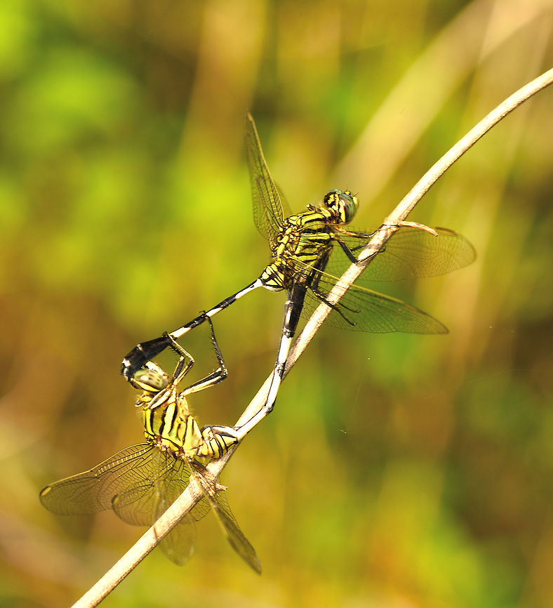 Dragon fly  Dragon fly,Geotagged,India,Spring